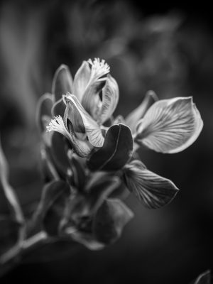 Whispers of Light: A Floral Nocturne