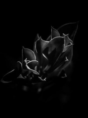 Emergence in Shadow Emergence in Shadow: A Botanical Nocturne