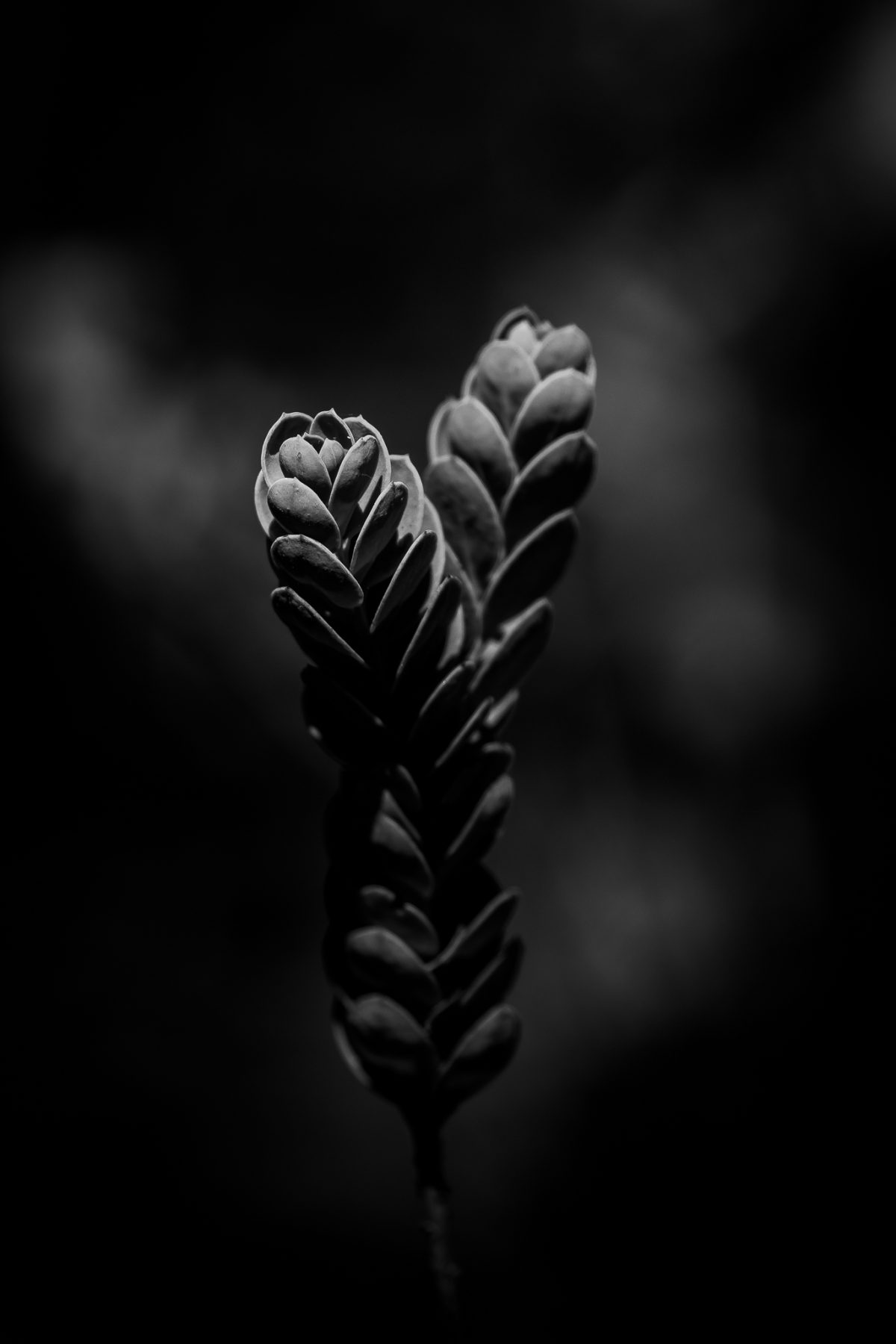 Parallel Paths Parallel Paths: A Botanical Study