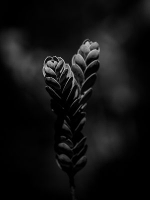 Parallel Paths Parallel Paths: A Botanical Study