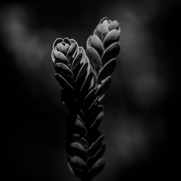 Parallel Paths Parallel Paths: A Botanical Study