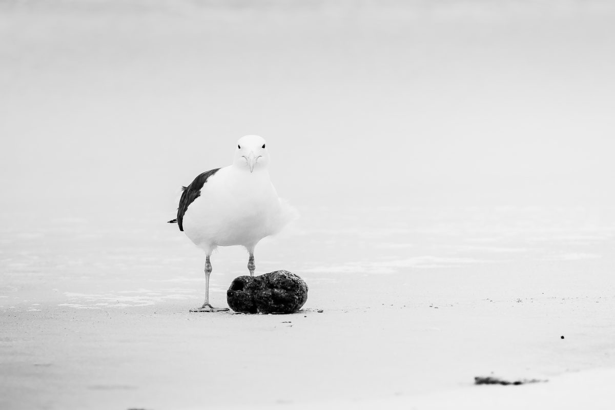 The Birdlife Series: 01 The Birdlife Series: Atlantic Resilience