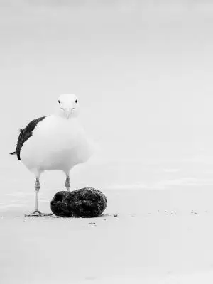 The Birdlife Series: 01 The Birdlife Series: Atlantic Resilience