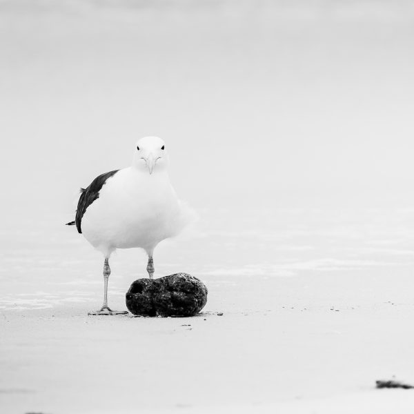 The Birdlife Series: 01 The Birdlife Series: Atlantic Resilience