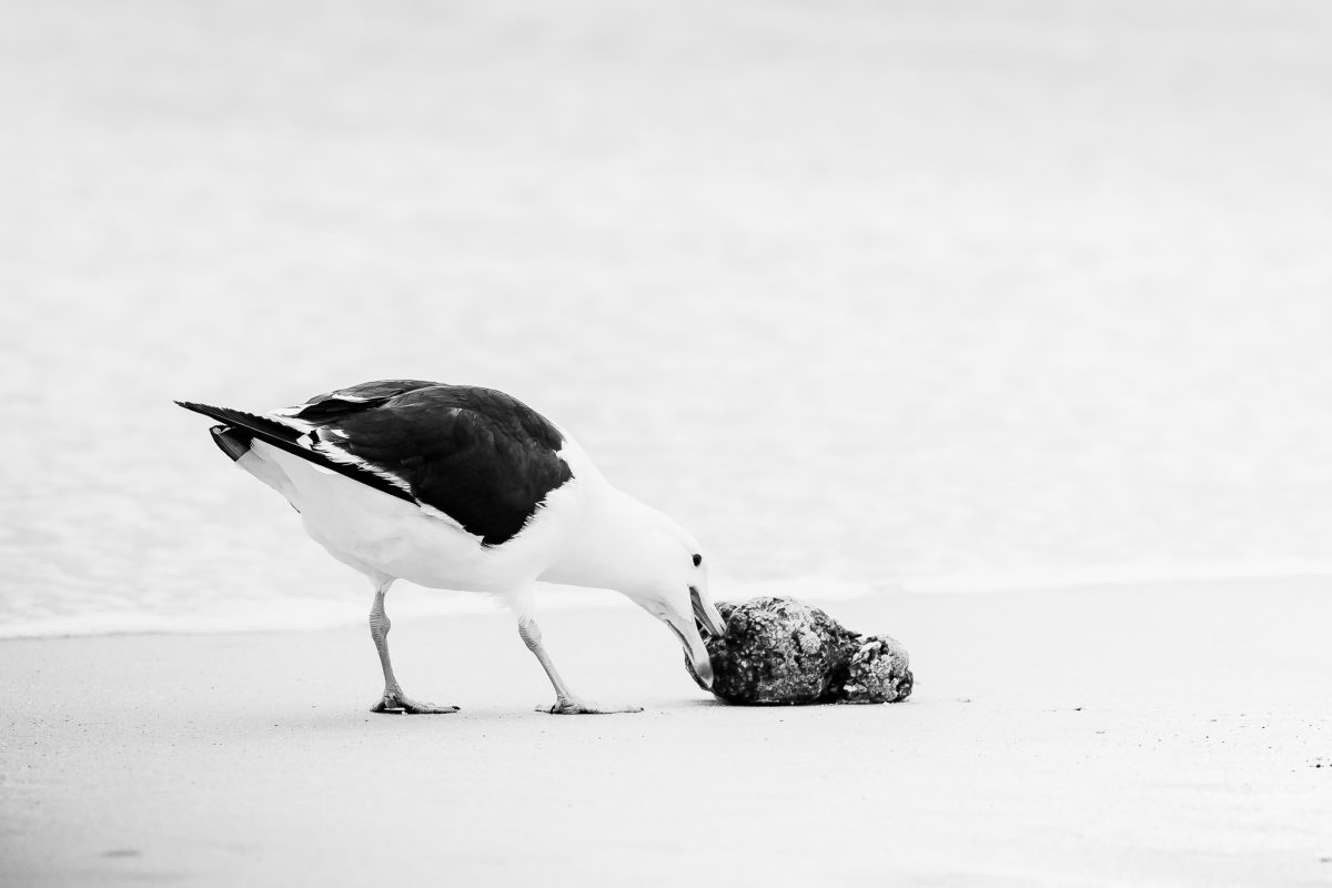 The Birdlife Series: 02 The Birdlife Series: Atlantic Resilience