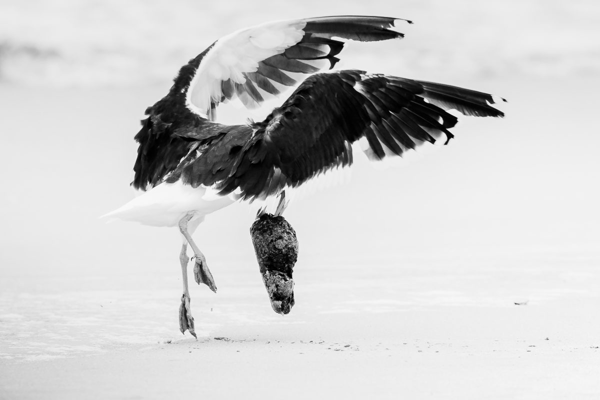 The Birdlife Series: 03 The Birdlife Series: Atlantic Resilience