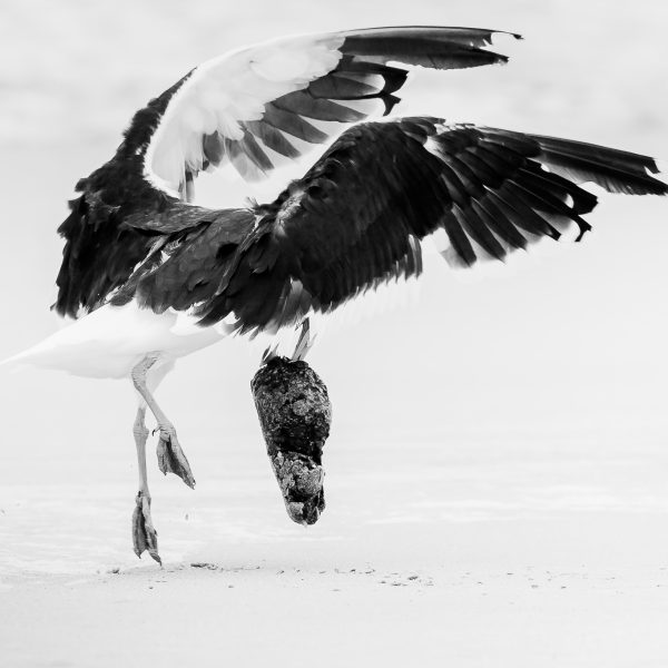 The Birdlife Series: 03 The Birdlife Series: Atlantic Resilience