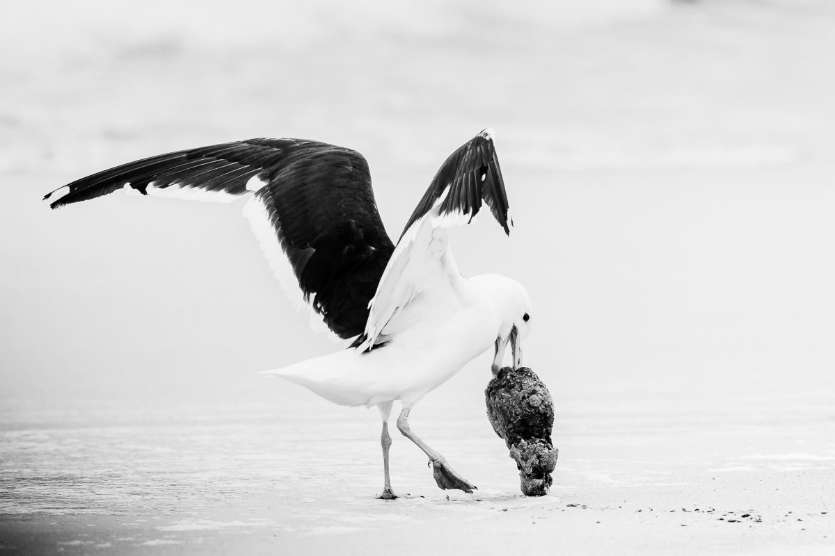 The Birdlife Series: 04 The Birdlife Series: Atlantic Resilience