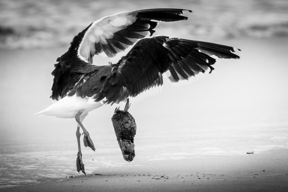 Momentum Momentum: A Coastal Flight Study