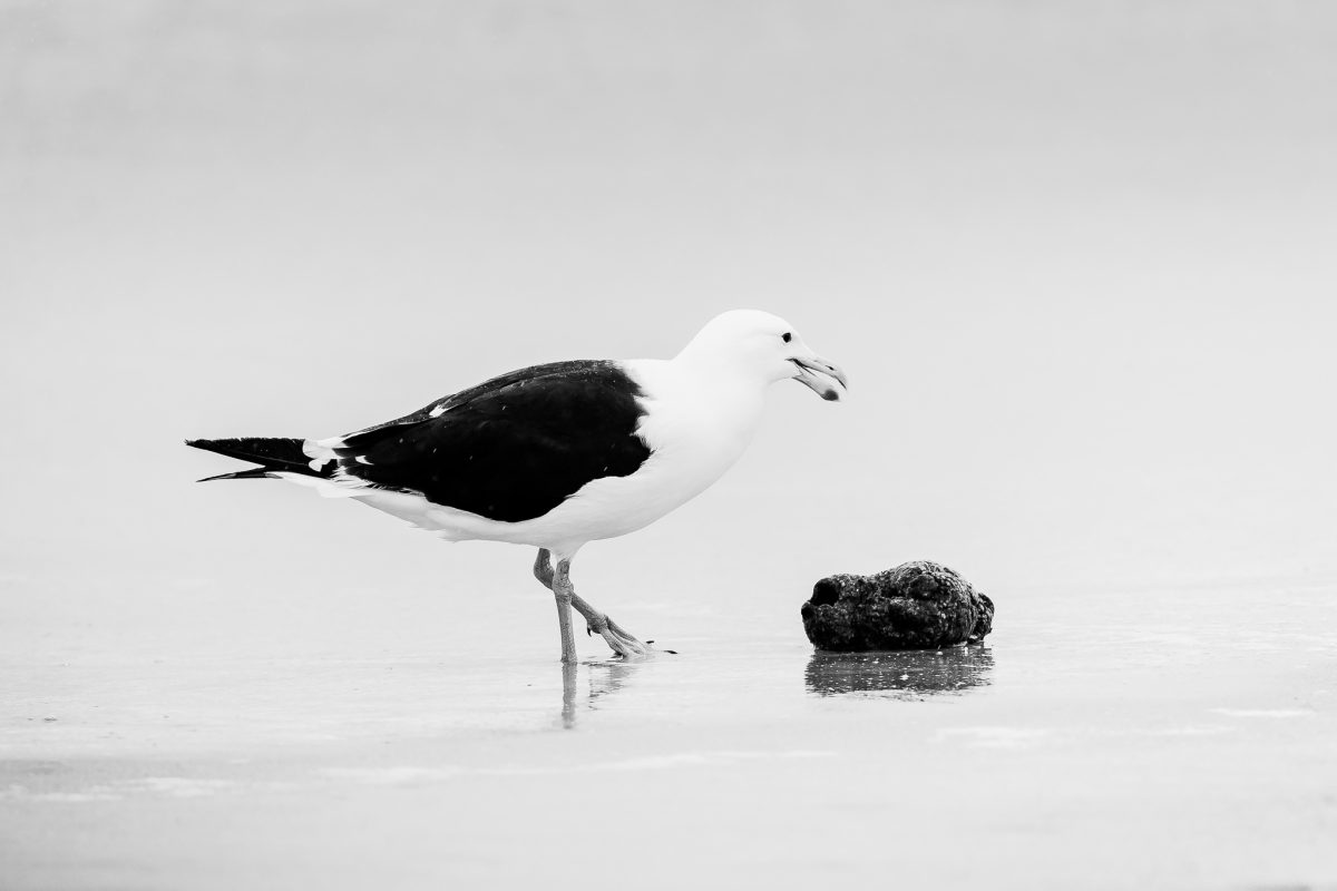 The Birdlife Series: 05 The Birdlife Series: Atlantic Resilience