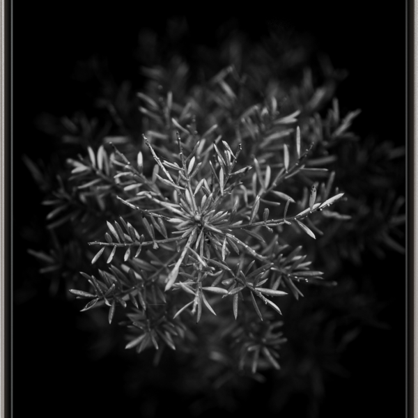 ddc9ac44-8310-4e4c-a511-860a67c1d2c6 Emerald Stars