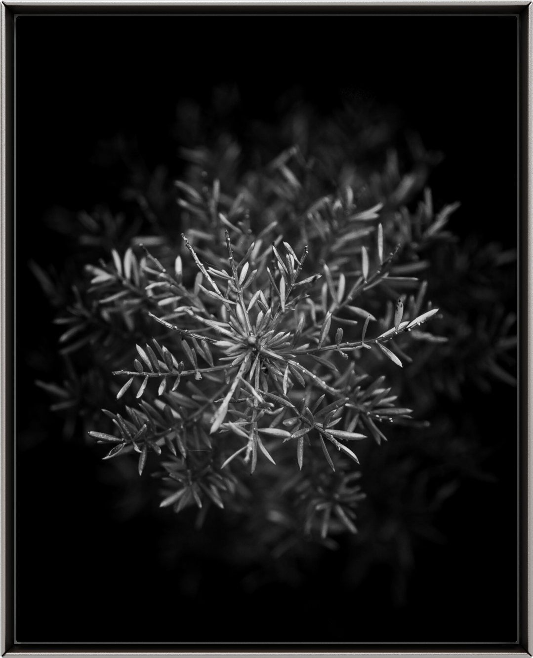 ddc9ac44-8310-4e4c-a511-860a67c1d2c6 Emerald Stars